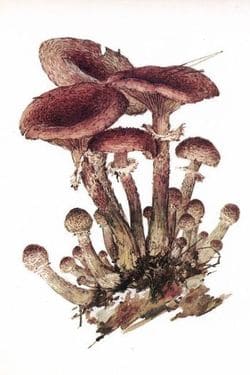 съедобные грибы Опенок осенний