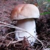 Белый гриб  - Boletus Edulis