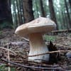 Белый гриб  - Boletus Edulis