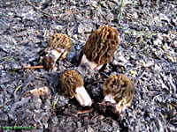Сморчок - условно-съедобный гриб