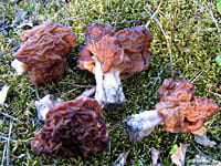 Строчок - условно-съедобный гриб
