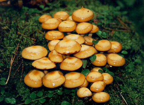 Съедобные грибы | Опенок летний | Опенок осенний | Опенок зимний