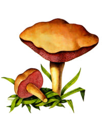 Перечный гриб или ложный моховик - гриб несъедобный