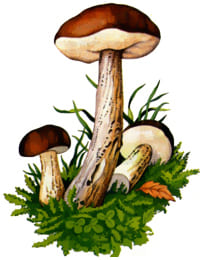 съедобный гриб Подберезовик обыкновенный