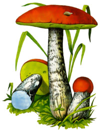съедобный гриб Подосиновик красно-бурый