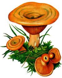 съедобный гриб Рыжик
