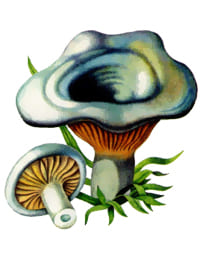 съедобный гриб Серушка