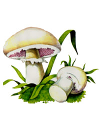 съедобный гриб Шампиньон обыкновенный