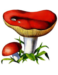 съедобный гриб Сыроежка пищевая