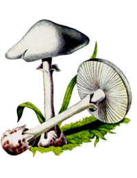 ядовитый гриб Мухомор вонючий