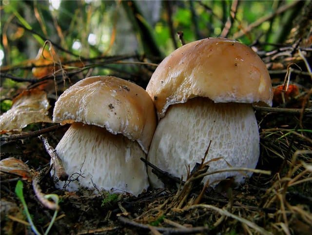 съедобные грибы боровики