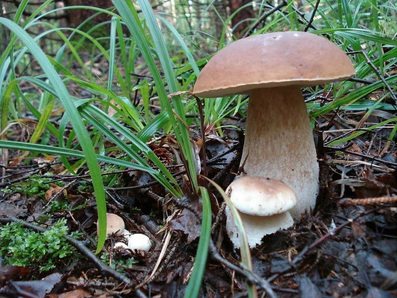 съедобные Белые грибы