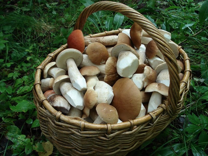 съедобные Белые грибы в корзинке