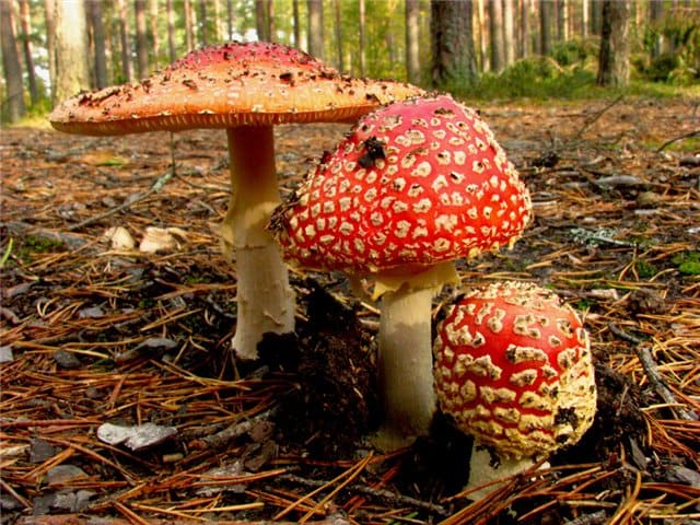 яддовитые грибы красный мухомор