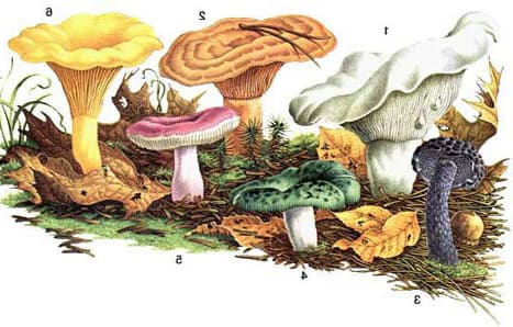 Народная энциклопедия грибов