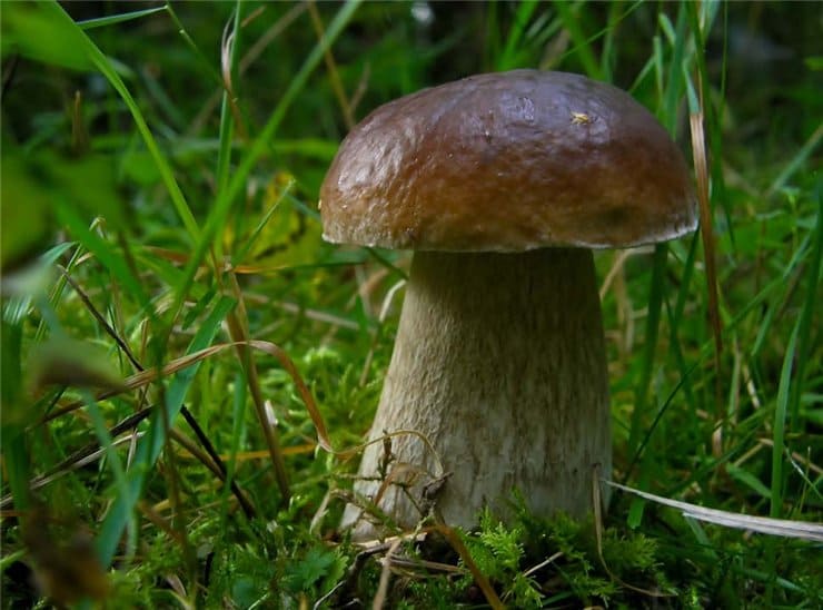 Царство Грибы - съедобный белый гриб