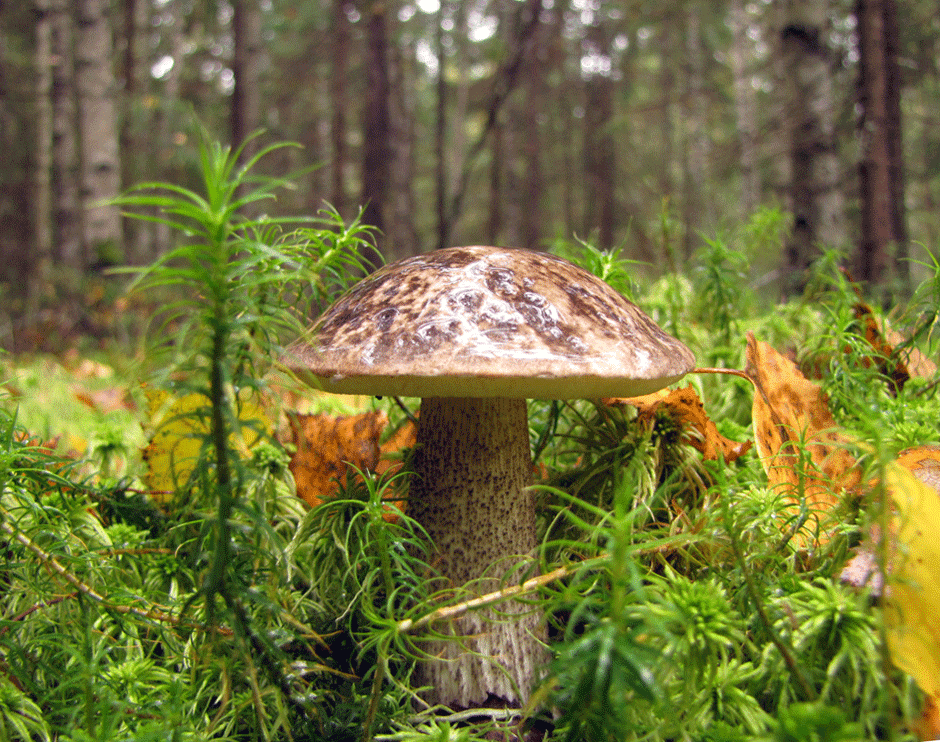 Есть гриб подберезовик. Обабок Дальневосточный гриб. Подберезовик гриб. Подберёзовик обыкновенный. Лесные грибы подберезовик.