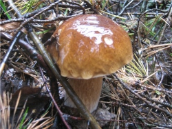 Сосновый белый гриб