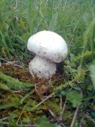 Горный гриб