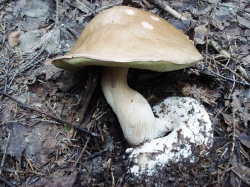 Белый гриб  штопор