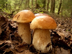 Белые грибы красавцы