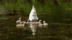 Мать учит своих малышей на небольшом озерце