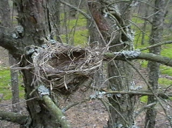 Опустело гнездо