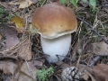 Березовый белый гриб