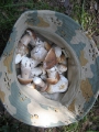 Шляпа белых грибов