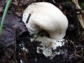 Белый гриб - гимнаст