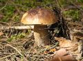 Белые грибы  радуют