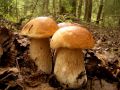 Белые грибы красавцы