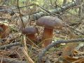 Польские грибы