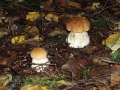 Парочка белых грибов