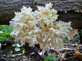 Лесной коралл - Ежовик коралловидный