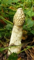 Веселка обыкновенная (Phallus impudicus) - Самый быстрорастущий гриб