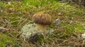 Белые грибы - 100 баллов