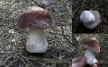 Крепкий белый гриб