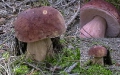 Буроголовый белый гриб