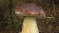Белые грибы в главной роли