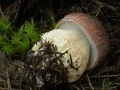 Червивый белый гриб