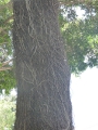 Дерево с воздушными корнями