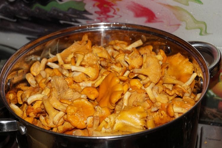 Лисички в томате - рецепты заготовки грибов впрок